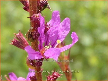 Lythrum virgatum &#039;Dropmore Purple&#039; | Fijne kattenstaart, Kattenstaart | Ruten-Weiderich | Wand Loosestrife