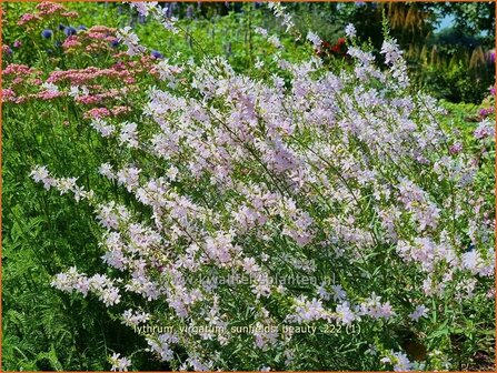 Lythrum virgatum &#039;Sunfields Beauty&#039; | Fijne kattenstaart, Kattenstaart | Ruten-Weiderich | Wand Loosestrife