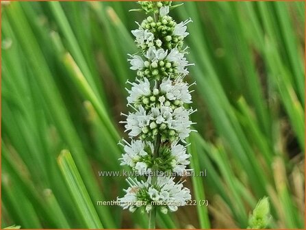 Mentha spicata &#039;Maroccan&#039; | Aarmunt, Groene munt, Kruizemunt, Marokkaanse munt | &Auml;hrige Minze | Spear Mint