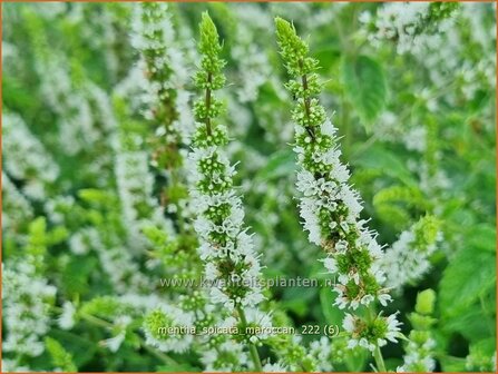 Mentha spicata &#039;Maroccan&#039; | Aarmunt, Groene munt, Kruizemunt, Marokkaanse munt | &Auml;hrige Minze | Spear Mint