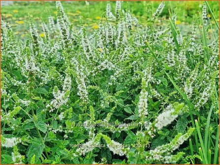 Mentha spicata &#039;Maroccan&#039; | Aarmunt, Groene munt, Kruizemunt, Marokkaanse munt | &Auml;hrige Minze | Spear Mint