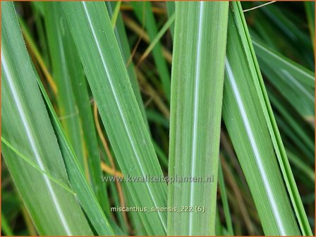 Miscanthus sinensis | Chinees prachtriet, Chinees riet, Japans sierriet, Sierriet | Chinaschilf | Eulalia grass