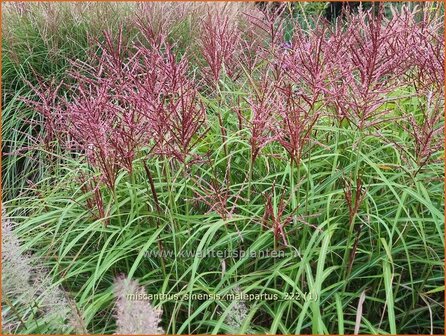 Miscanthus sinensis &#039;Malepartus&#039; | Chinees prachtriet, Chinees riet, Japans sierriet, Sierriet | Chinaschilf | Eulali