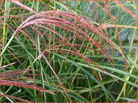 Miscanthus sinensis &#039;Roter Pfeil&#039; | Chinees prachtriet, Chinees riet, Japans sierriet, Sierriet | Chinaschilf | Eulal