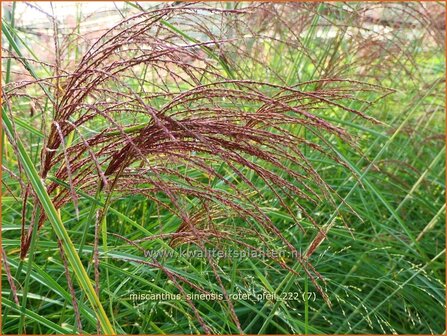 Miscanthus sinensis &#039;Roter Pfeil&#039; | Chinees prachtriet, Chinees riet, Japans sierriet, Sierriet | Chinaschilf | Eulal