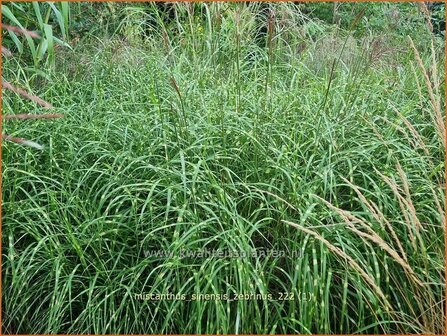 Miscanthus sinensis &#039;Zebrinus&#039; | Zebragras, Prachtriet, Chinees riet, Japans sierriet | Zebraschilf | Zebra grass