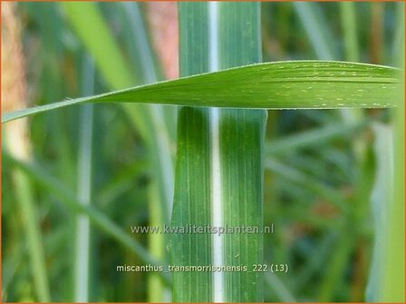 Miscanthus transmorrisonensis | Taiwanees prachtriet, Prachtriet | Taiwan-Landschilf | Taiwanese Miscanthus