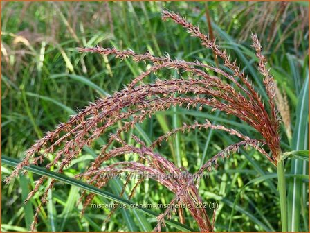 Miscanthus transmorrisonensis | Taiwanees prachtriet, Prachtriet | Taiwan-Landschilf | Taiwanese Miscanthus