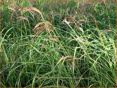 Miscanthus transmorrisonensis | Taiwanees prachtriet, Prachtriet | Taiwan-Landschilf | Taiwanese Miscanthus