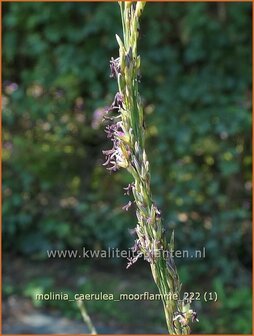 Molinia caerulea &#039;Moorflamme&#039; | Pijpenstrootje | Kleines Pfeifengras | Purple Moorgrass