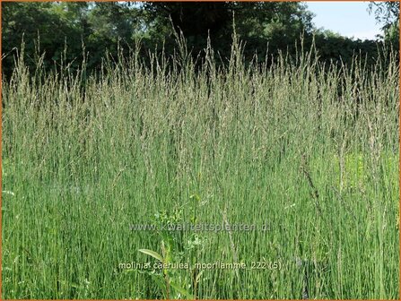 Molinia caerulea &#039;Moorflamme&#039; | Pijpenstrootje | Kleines Pfeifengras | Purple Moorgrass