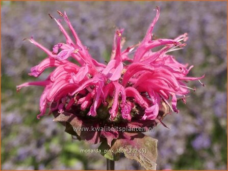 Monarda &#039;Pink Lace&#039; | Bergamotplant, Indianennetel | Indianernessel | Beebalm