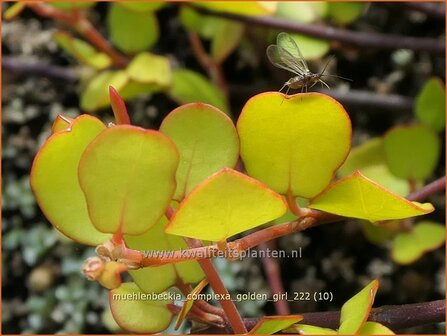 Muehlenbeckia complexa &#039;Golden Girl&#039; | Drahtstrauch | Wire Vine