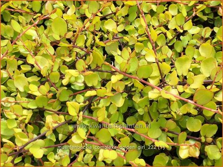 Muehlenbeckia complexa &#039;Golden Girl&#039; | Drahtstrauch | Wire Vine