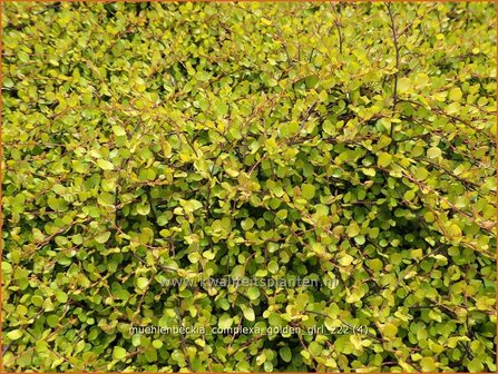 Muehlenbeckia complexa &#039;Golden Girl&#039; | Drahtstrauch | Wire Vine