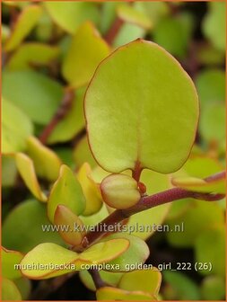 Muehlenbeckia complexa &#039;Golden Girl&#039; | Drahtstrauch | Wire Vine