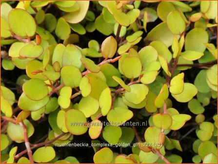 Muehlenbeckia complexa &#039;Golden Girl&#039; | Drahtstrauch | Wire Vine