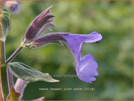 Nepeta faassenii &#039;Junior Walker&#039; | Grijs kattenkruid, Kattenkruid | Blaue Katzenminze | Garden Catmint