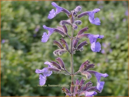 Nepeta faassenii &#039;Junior Walker&#039; | Grijs kattenkruid, Kattenkruid | Blaue Katzenminze | Garden Catmint