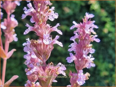 Nepeta &#039;Veluw&#039;s Blauwtje&#039; | Kattenkruid | Katzenminze | Catmint