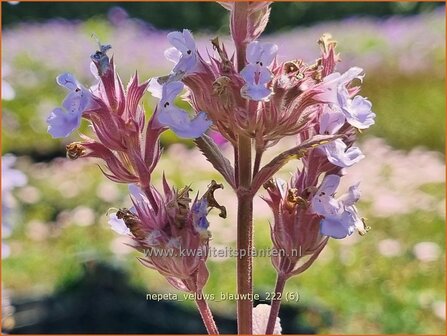 Nepeta &#039;Veluw&#039;s Blauwtje&#039; | Kattenkruid | Katzenminze | Catmint