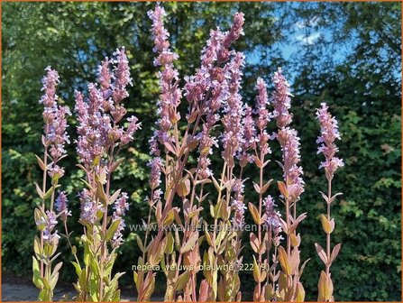 Nepeta &#039;Veluw&#039;s Blauwtje&#039; | Kattenkruid | Katzenminze | Catmint