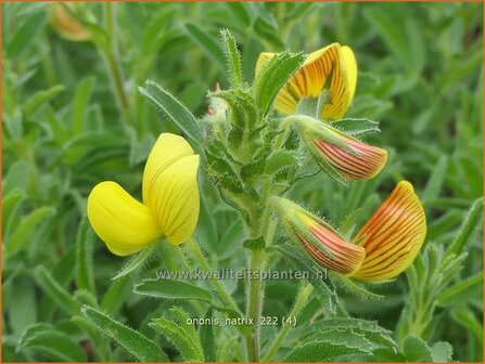 Ononis natrix | Geel stalkruid, Stalkruid | Gelbbl&uuml;hende Hauhechel | Yellow Restharrow