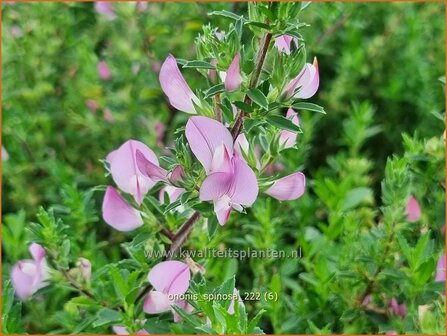 Ononis spinosa | Kattendoorn, Stalkruid | Dornige Hauhechel | Spiny Rest Harrow