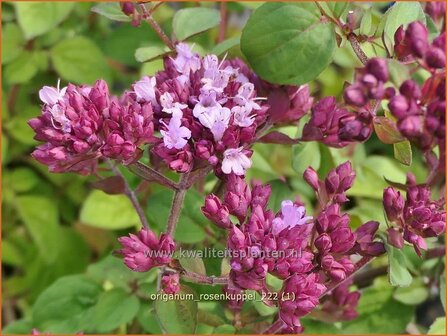 Origanum &#039;Rosenkuppel&#039; | Marjolein, Majoraan | Dost | Oregano