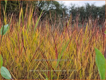 Panicum virgatum &#039;Cheyenne Sky&#039; | Vingergras, Parelgierst | Rutenhirse | Wand Panic Grass