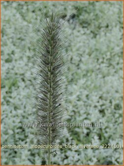 Pennisetum alopecuroides &#039;Black Alvernee&#039; | Breed lampenpoetsersgras, Borstelveergras, Lampenpoetsersgras | Lampenput