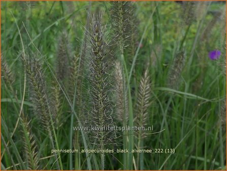 Pennisetum alopecuroides &#039;Black Alvernee&#039; | Breed lampenpoetsersgras, Borstelveergras, Lampenpoetsersgras | Lampenput