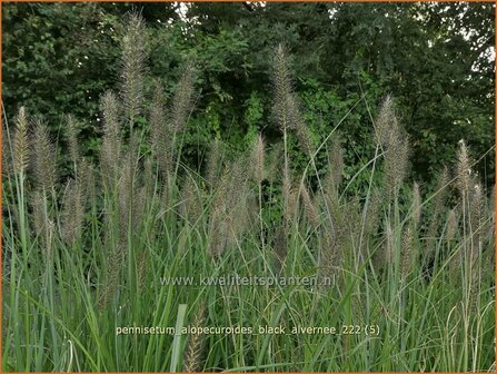 Pennisetum alopecuroides &#039;Black Alvernee&#039; | Breed lampenpoetsersgras, Borstelveergras, Lampenpoetsersgras | Lampenput