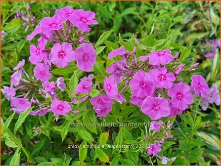 Phlox amplifolia &#039;Augenstern&#039;