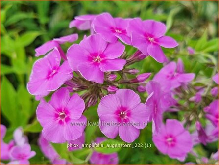 Phlox amplifolia &#039;Augenstern&#039;