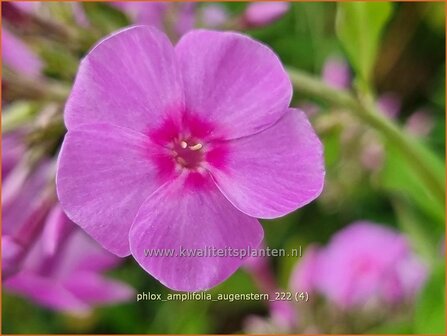 Phlox amplifolia &#039;Augenstern&#039;