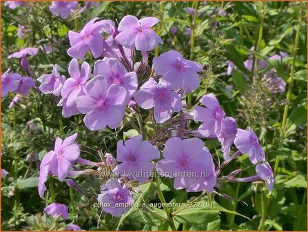 Phlox amplifolia &#039;Augenstern&#039;