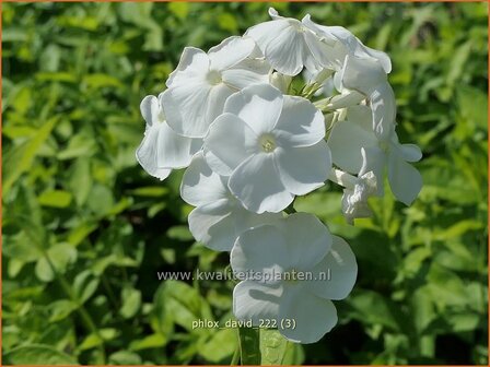 Phlox &#039;David&#039; | Hoge vlambloem, Vlambloem, Flox, Floks | Hohe Flammenblume | Border Phlox