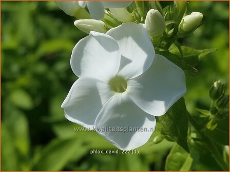 Phlox &#039;David&#039; | Hoge vlambloem, Vlambloem, Flox, Floks | Hohe Flammenblume | Border Phlox