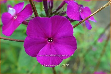 Phlox &#039;D&uuml;sterlohe&#039; | Hoge vlambloem, Vlambloem, Flox, Floks | Hohe Flammenblume | Border Phlox