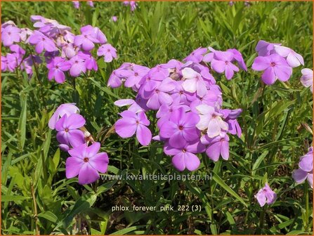 Phlox &#039;Forever Pink&#039; | Hoge vlambloem, Vlambloem, Flox, Floks | Hohe Flammenblume | Border Phlox