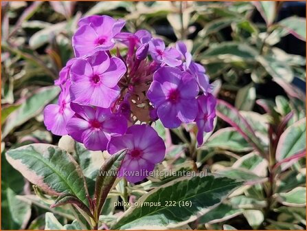 Phlox &#039;Olympus&#039; | Hoge vlambloem, Vlambloem, Flox, Floks | Hohe Flammenblume | Border Phlox