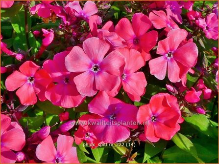 Phlox &#039;Spitfire&#039; | Hoge vlambloem, Vlambloem, Flox, Floks | Hohe Flammenblume | Border Phlox