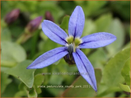 Pratia pedunculata &#039;County Park&#039; | Gazonlobelia | Teppich-Scheinlobelie | Blue Star Creeper