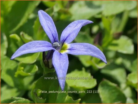 Pratia pedunculata &#039;County Park&#039; | Gazonlobelia | Teppich-Scheinlobelie | Blue Star Creeper