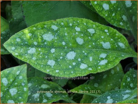 Pulmonaria &#039;Shrimps on the Barbie&#039; | Longkruid | Lungenkraut | Lungwort