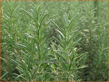 Rosmarinus officinalis | Rozemarijn | Rosmarin | Common Rosemary