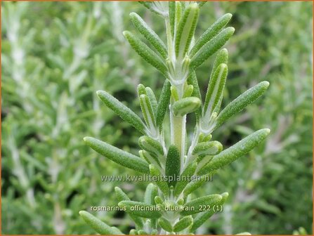 Rosmarinus officinalis &#039;Blue Rain&#039; | Rozemarijn | Rosmarin | Common Rosemary