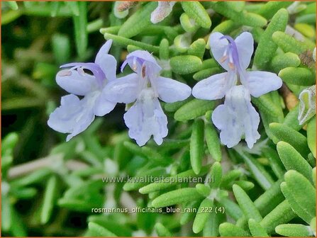 Rosmarinus officinalis &#039;Blue Rain&#039; | Rozemarijn | Rosmarin | Common Rosemary