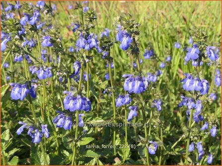 Salvia forreri | Salie, Salvia | Salbei | Sage